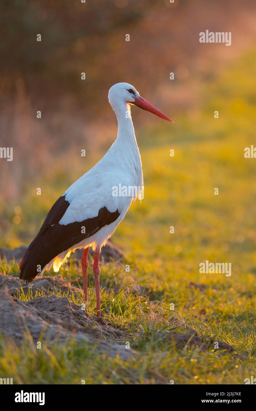 Ciconie blanche dans un pré dans la lumière du soir, Ciconia ciconia, printemps, Hesse, Allemagne Banque D'Images