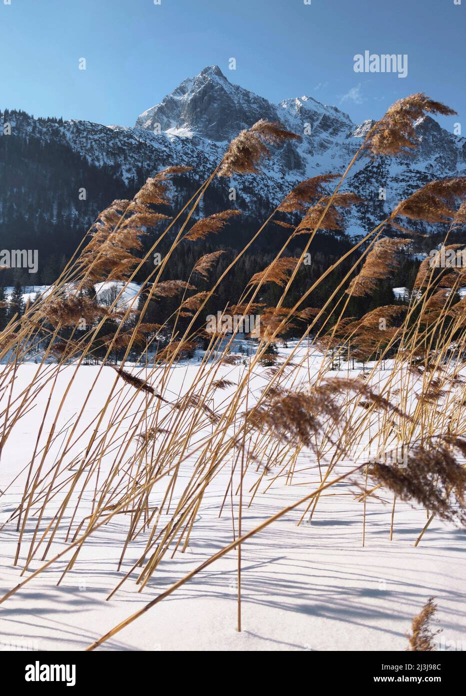 Roseaux sortant de la couverture de glace dans le lac Ferchensee Banque D'Images