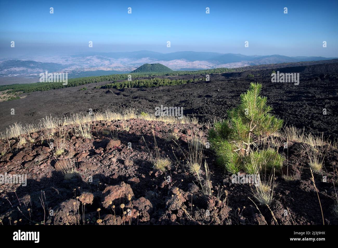 Les jeunes pins colonisent le sommet de l'ancien cratère volcanique latéral dans le parc Etna, en Sicile Banque D'Images