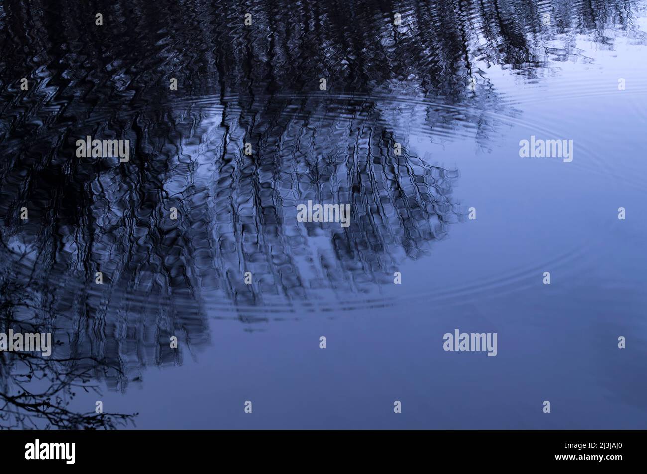 Les arbres se reflètent dans l'eau de l'étang de pois, les gouttes de pluie tombant forment des cercles sur la surface de l'eau, France, Lorraine, Département Moselle, Bitcherland, Parc régional Vosges du Nord, Réserve de biosphère Pfälzerwald-Nordvogesen Banque D'Images