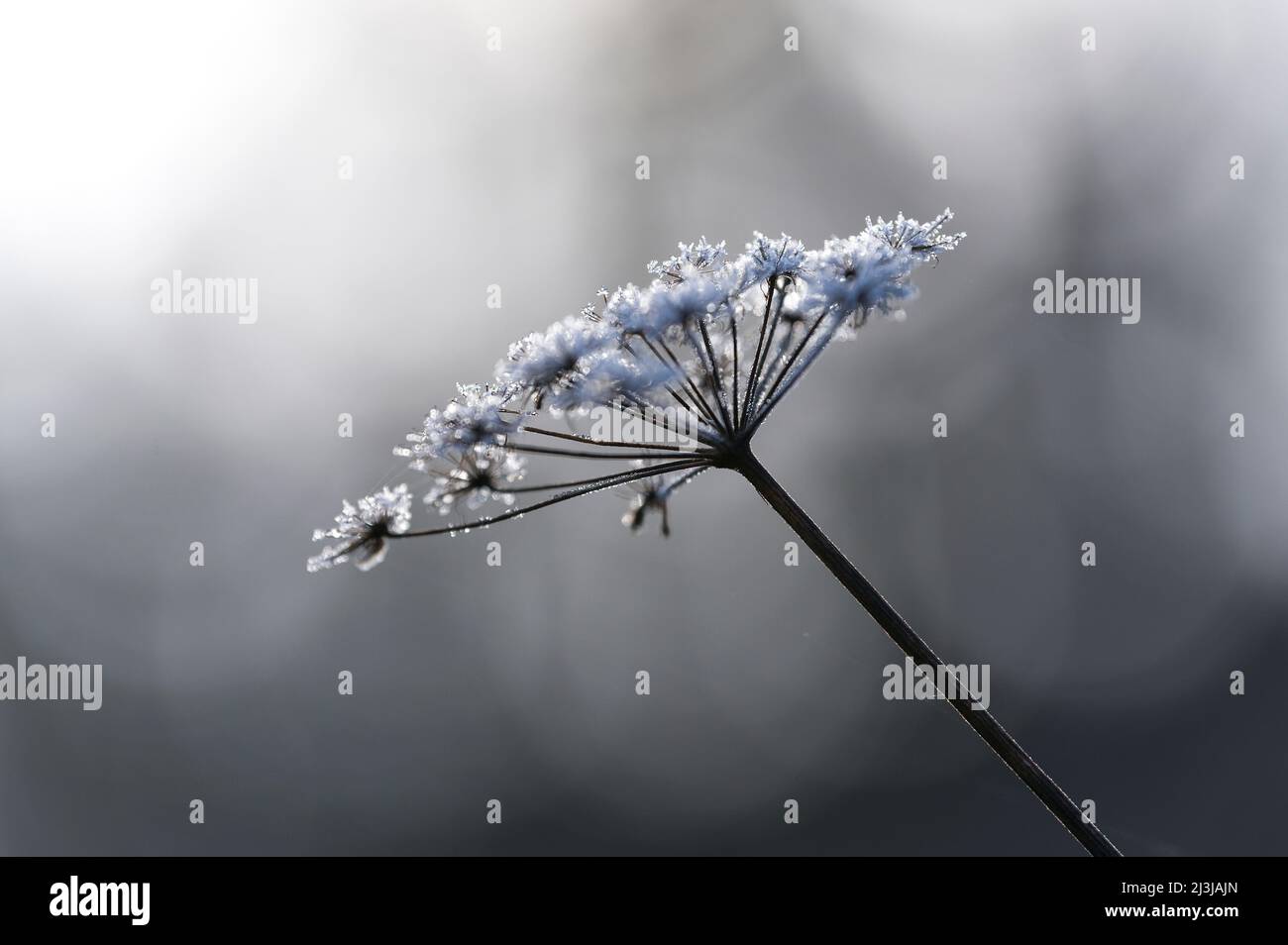 Avec verglas recouvert de verglas de fleurs séchées umbel, Wasgau, Parc naturel Pfälzerwald, Réserve de biosphère Pfälzerwald-Nordvogesen, Allemagne, Rhénanie-Palatinat Banque D'Images