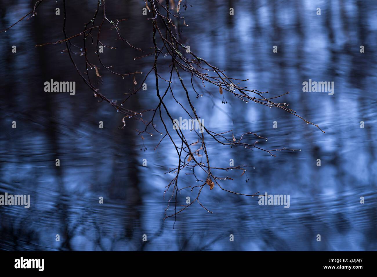 Des branches pendent sur la surface de l'eau de l'étang de pois, des gouttes de pluie tombent formant des cercles dans l'eau, France, Lorraine, Département Moselle, Bitcherland, Parc régional Vosges du Nord, Réserve de biosphère Pfälzerwald-Nordvogesen Banque D'Images