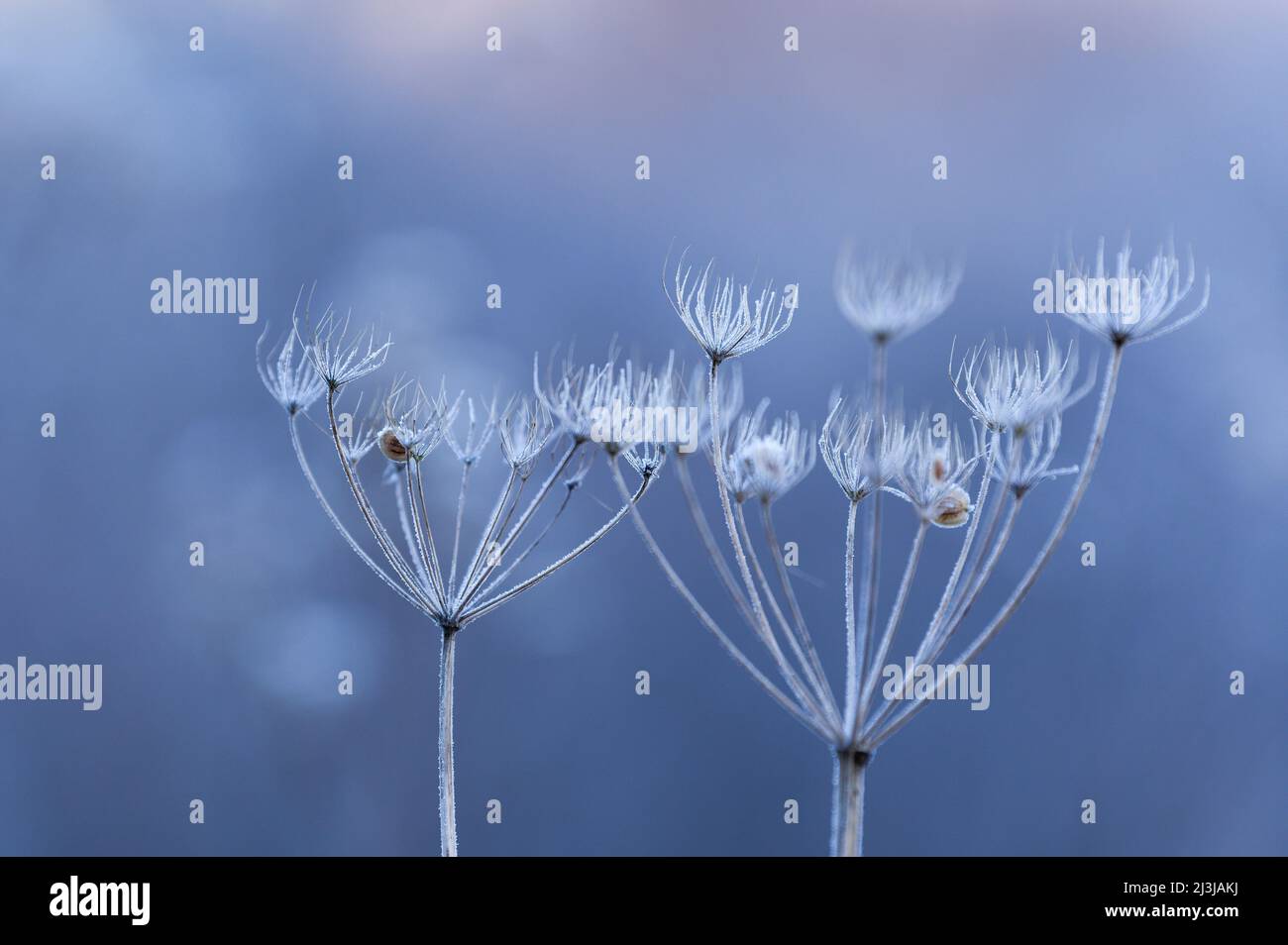 Avec des arhuttes de fleurs séchées recouvertes de gel de houille de prairie, Wasgau, Parc naturel de Pfälzerwald, Réserve de biosphère de Pfälzerwald-Nordvogesen, Allemagne, Rhénanie-Palatinat Banque D'Images