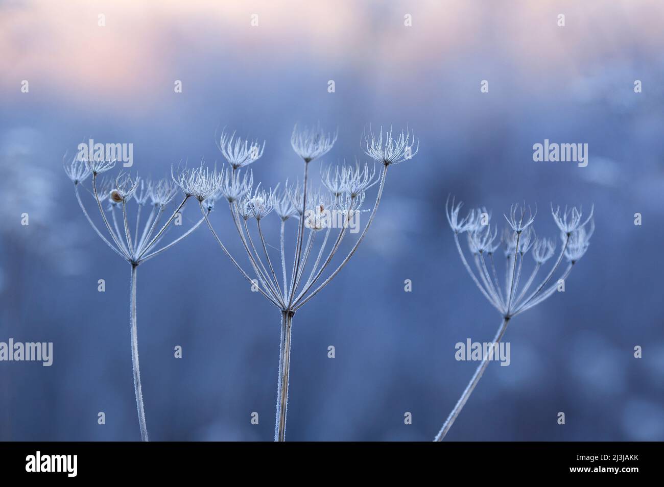 Avec des arhuttes de fleurs séchées recouvertes de gel de houille de prairie, Wasgau, Parc naturel de Pfälzerwald, Réserve de biosphère de Pfälzerwald-Nordvogesen, Allemagne, Rhénanie-Palatinat Banque D'Images