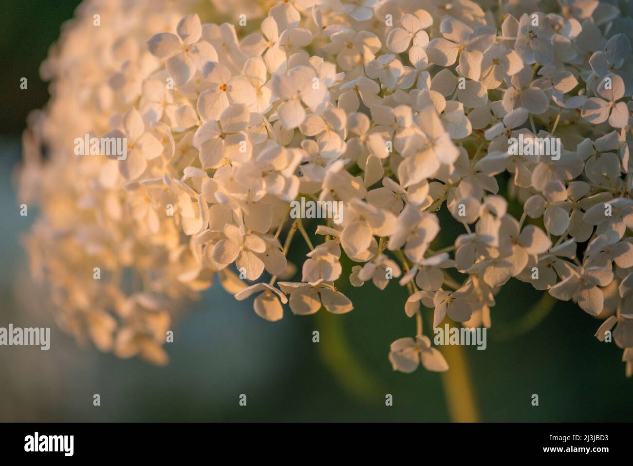 L'hortensia de boule de neige, l'hortensia de forêt (Hydrangea arborescens), les fleurs brillent dans la lumière du soir Banque D'Images