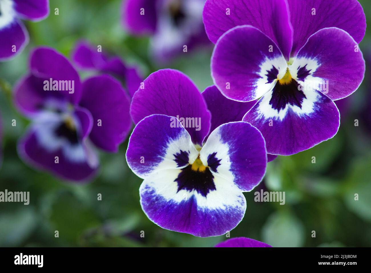 Violet corné (Viola cornuta), fleurs en violet et blanc Banque D'Images