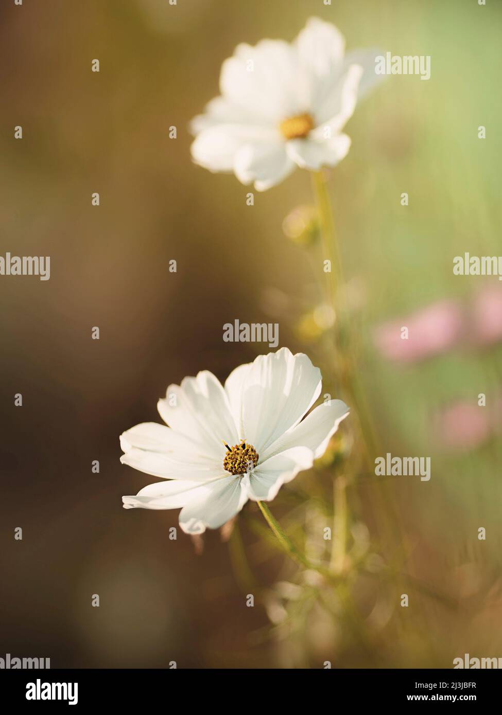 Fleur, cosmétique, cosmos bipinnatus, fleur, blanc, gros plan, Banque D'Images