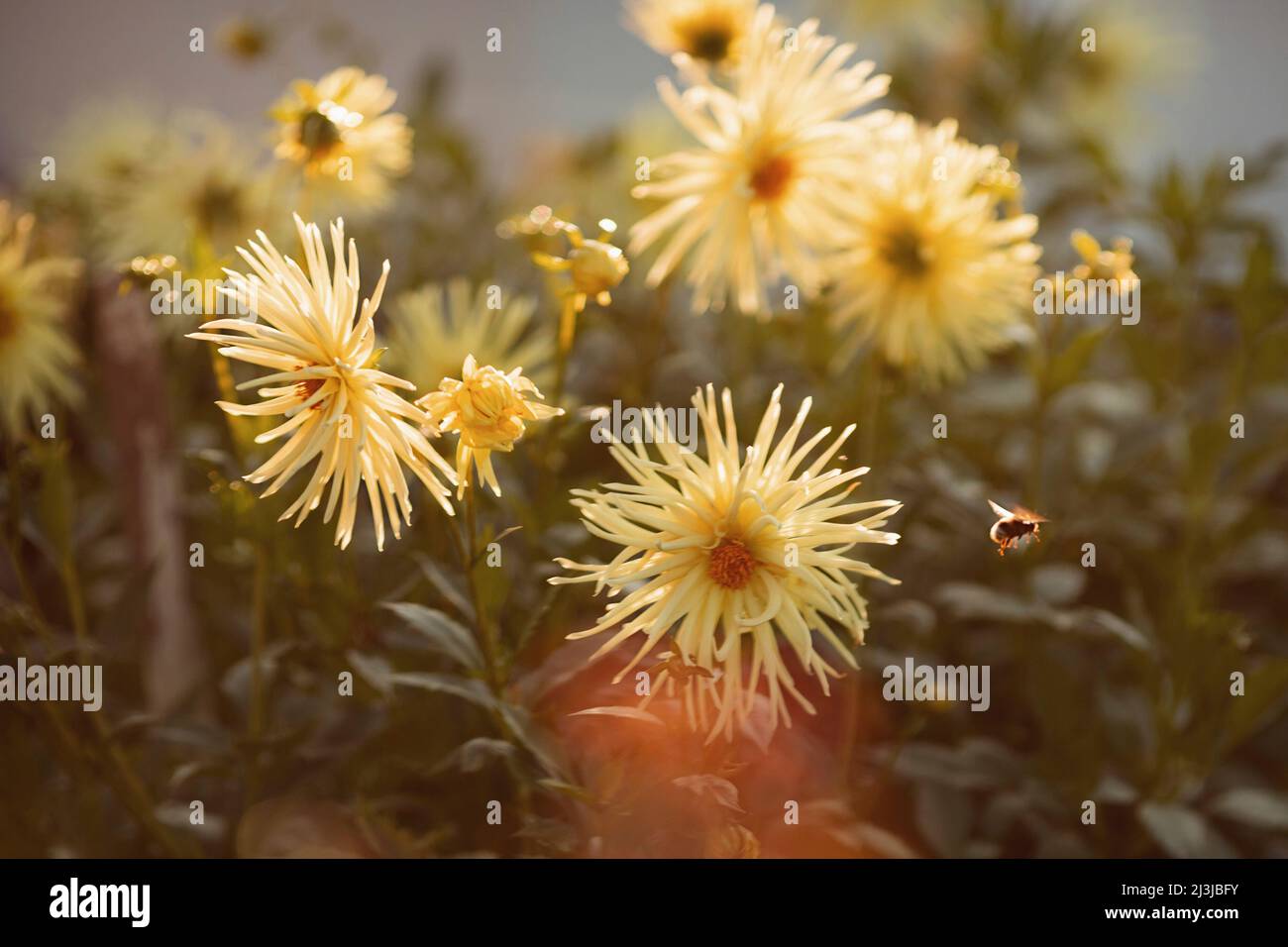 Fleurs, Chrysanthemum Starburst, Banque D'Images