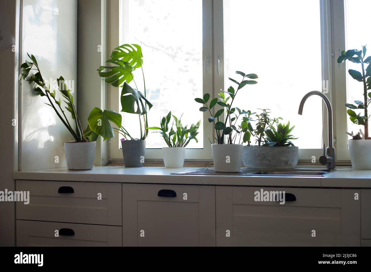 fleurs à la cuisine près de la fenêtre. maison en pot de fleurs à la chambre dans l'appartement avec intérieur moderne Banque D'Images