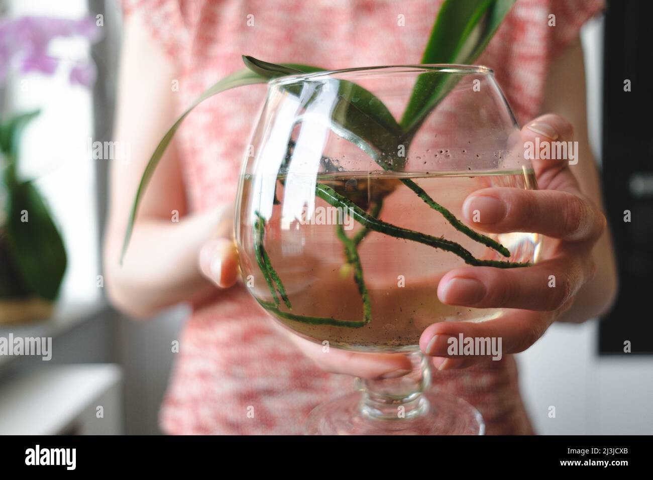 Gros plan les mains de la femme tenant une plante d'orchidée dans un verre contenant de l'eau Banque D'Images