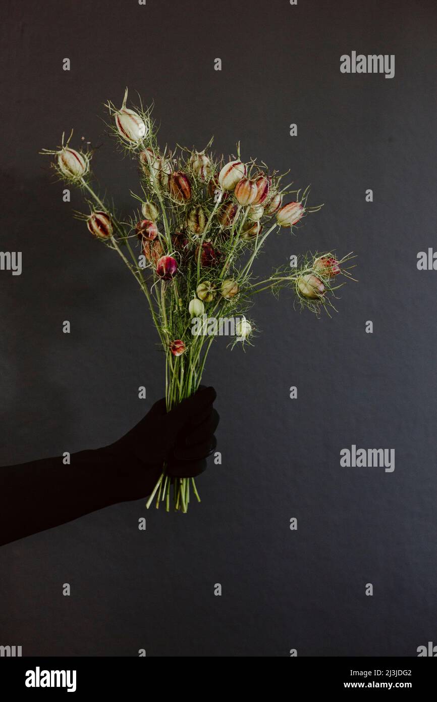 Main gantée noire avec un bouquet de Nigella Damascena Banque D'Images