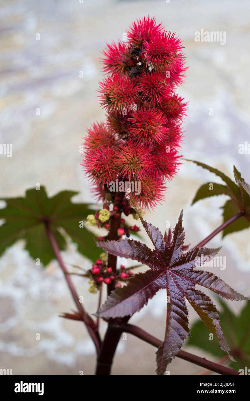 Détail d'une fleur du ricin, Ricinus communis Banque D'Images