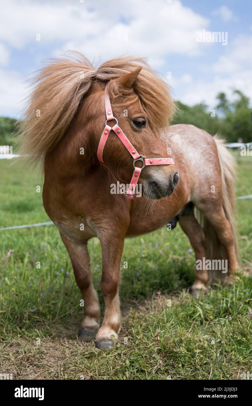 Poney alezan cheap
