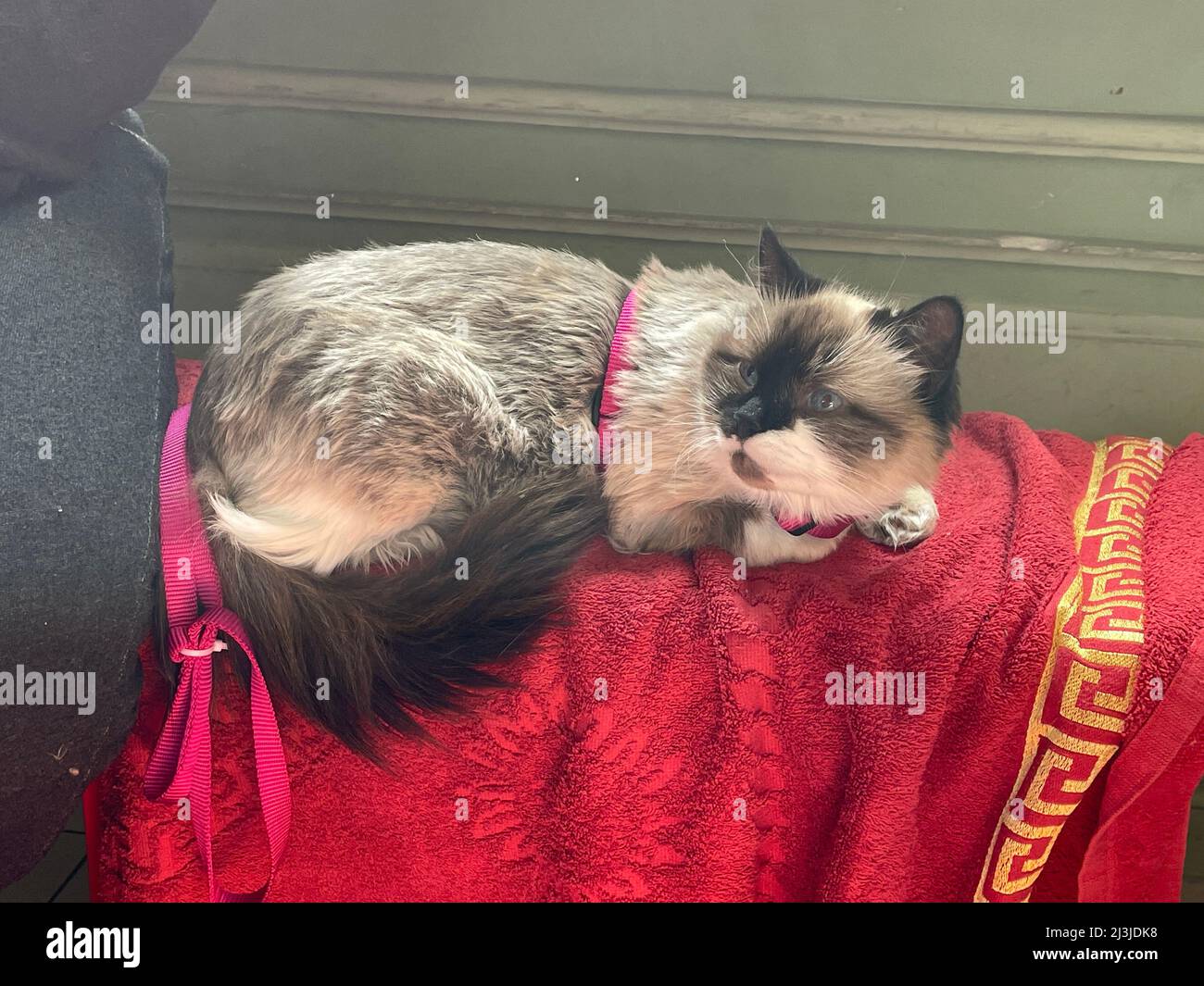 Przemysl, Pologne. 8th avril 2022. Un chat portant une serviette rouge a été bombardé dans sa ville natale d'Awdijiwka, qui a été récemment dévastée par des attaques brutales de missiles russes et a agi de manière inhabituelle stressée, effrayée et léthargique depuis le bombardement. Un volontaire (non vu ici) lui a donné des médicaments anti-stress. (Image de crédit : © Amy Katz/ZUMA Press Wire) Banque D'Images