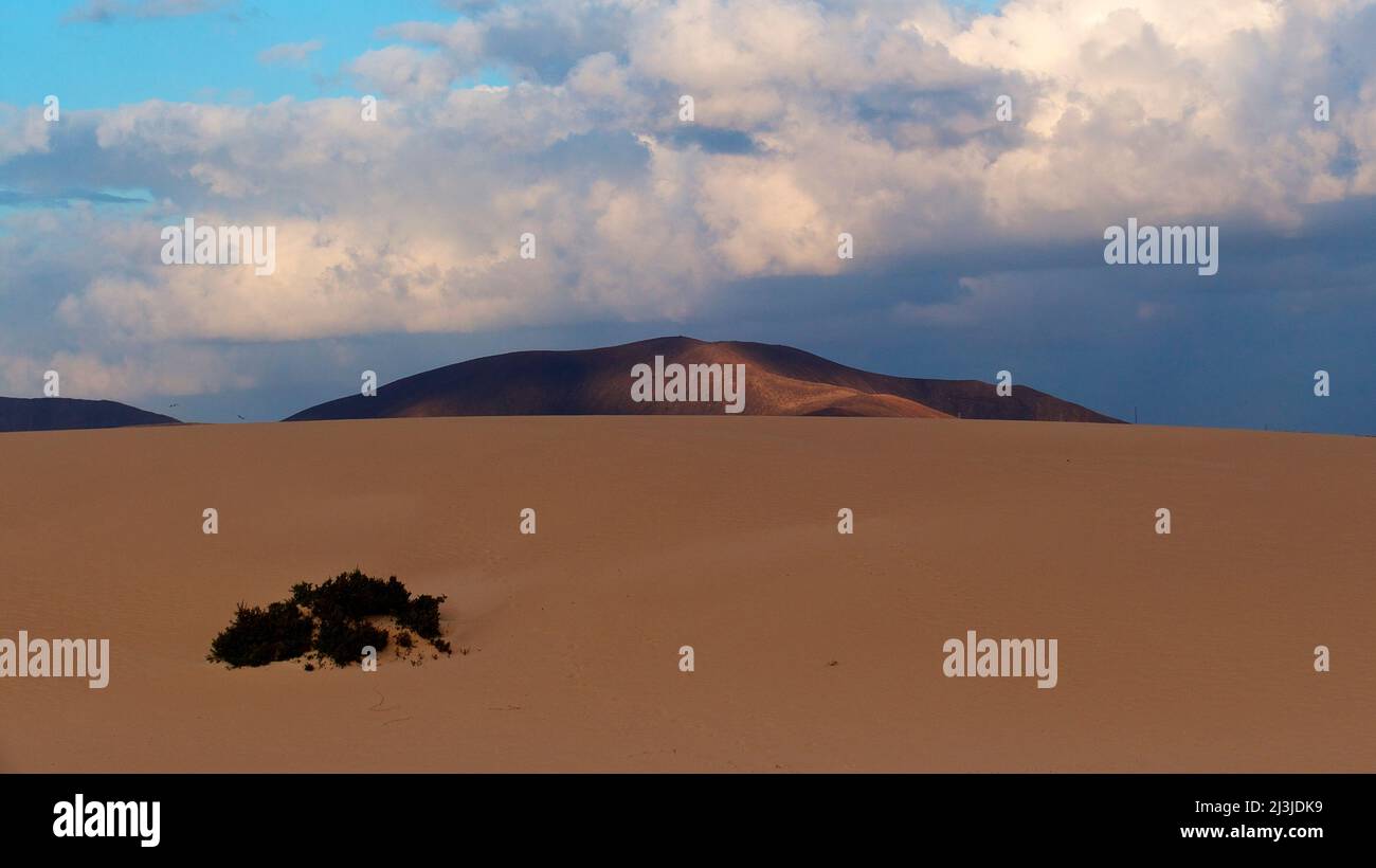 Espagne, Îles Canaries, Fuerteventura, région de la dune El Jable, lumière du matin, jour nuageux, sable, grande dune étendue, arbuste vert en premier plan, colline de lave brun rougeâtre, ciel nuageux avec des lacunes Banque D'Images