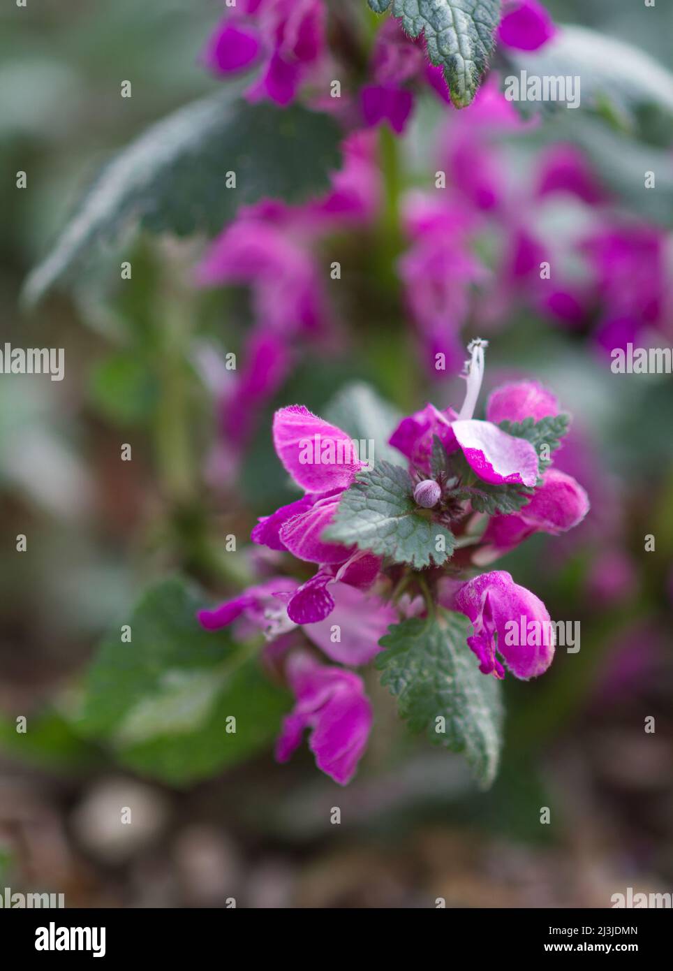 Lamium maculatum, ou ortie morte tachetée, au printemps de fleur au Royaume-Uni Banque D'Images