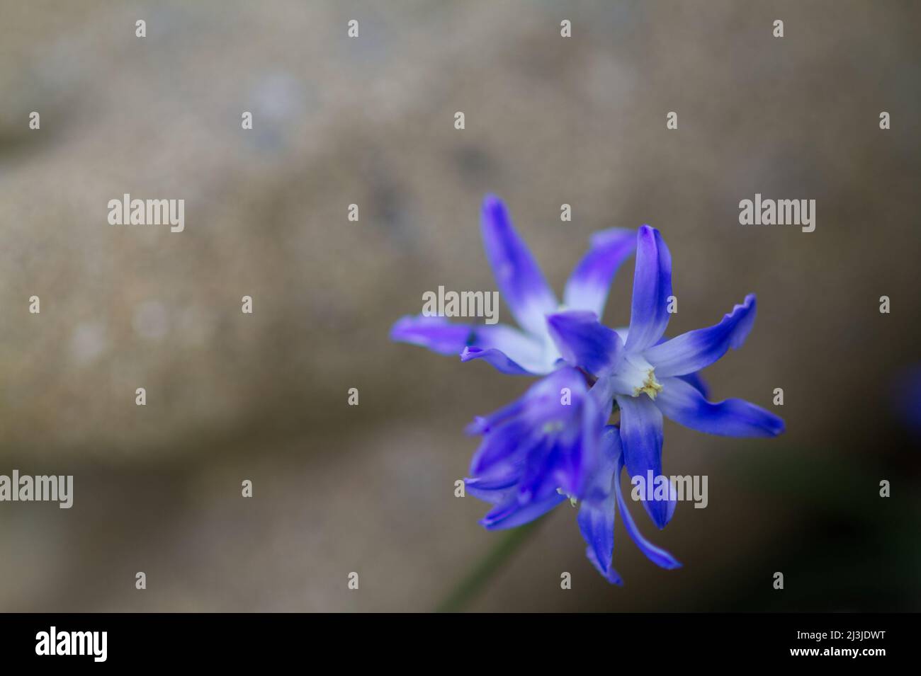 Scilla luciliae, la gloire de Bossier de la neige au printemps de fleur au Royaume-Uni Banque D'Images