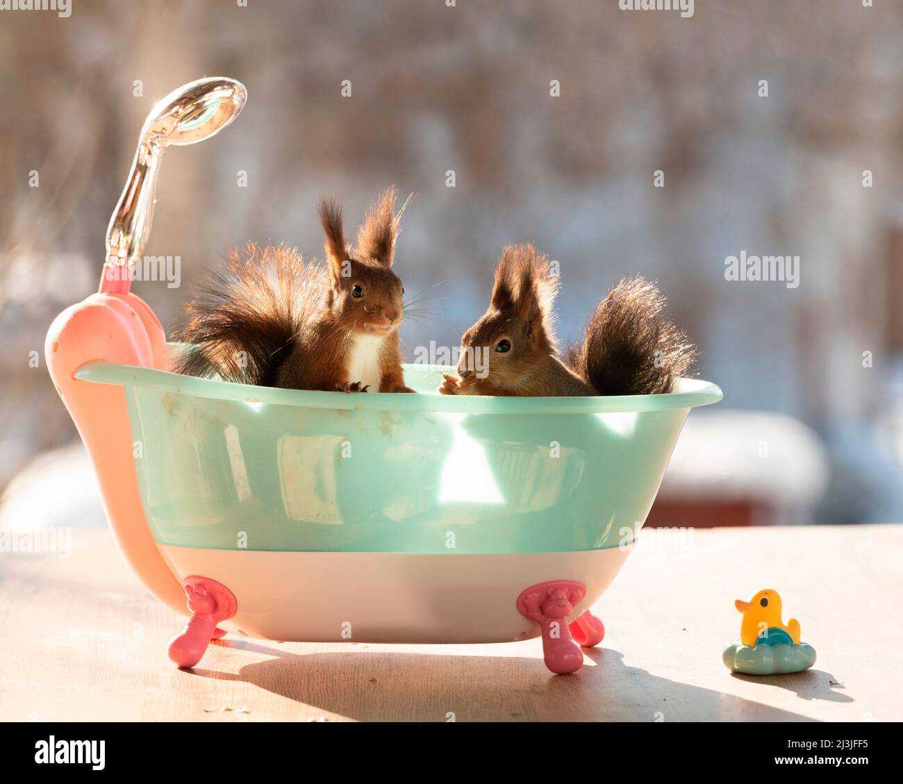 Écureuils rouges dans un bain Banque D'Images