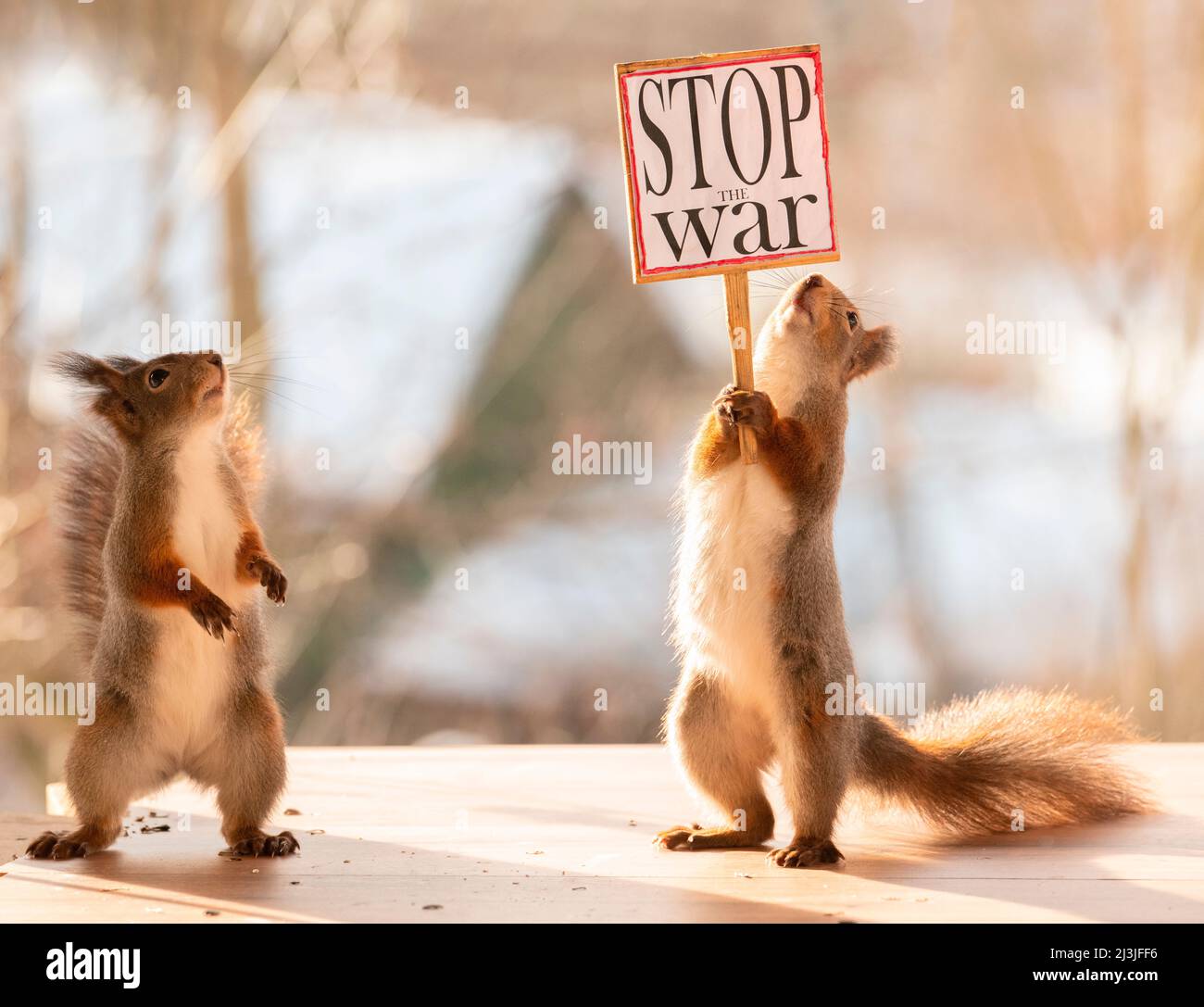 Écureuils rouges avec un arrêt le signe de guerre Banque D'Images