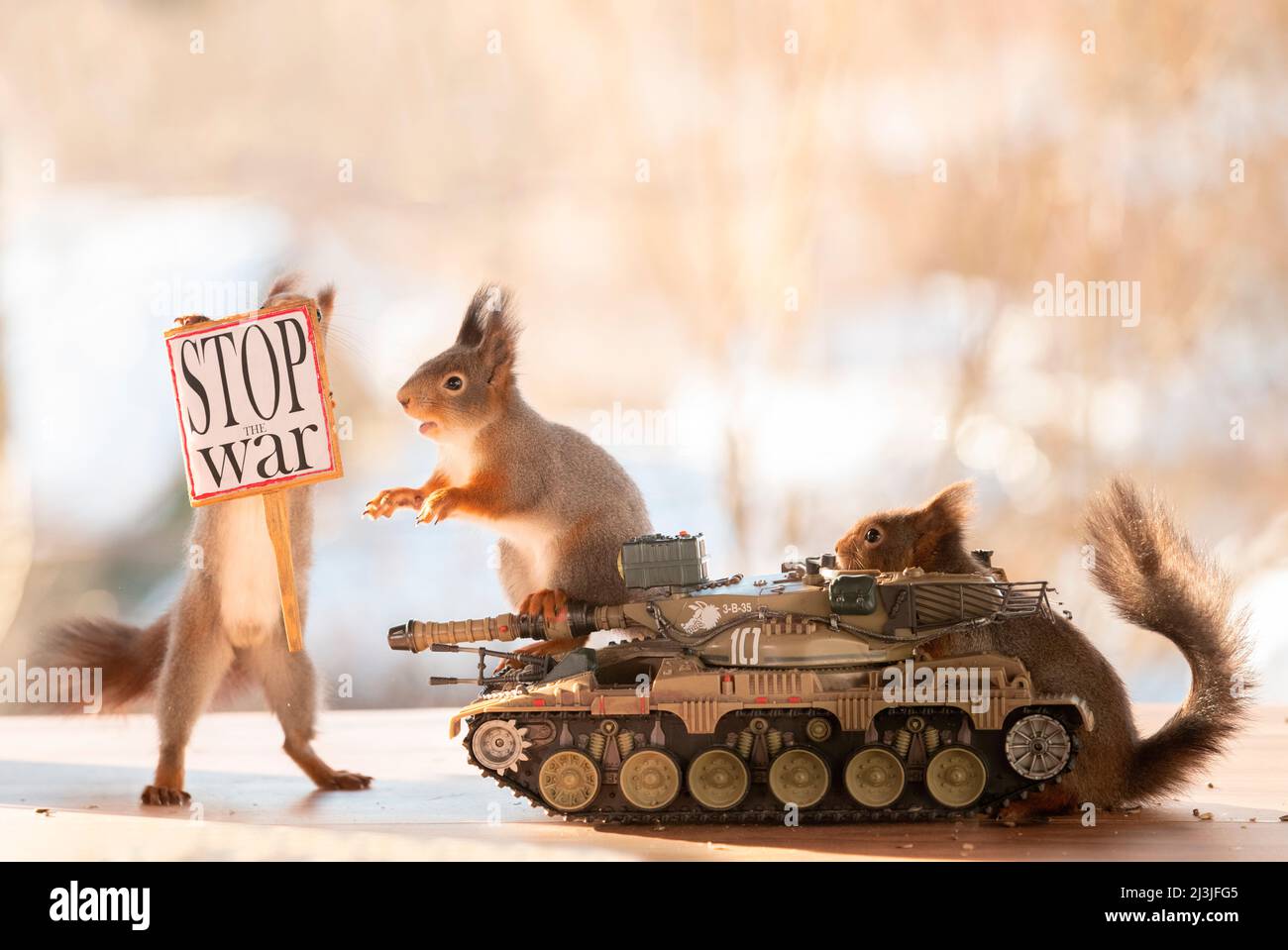 Écureuils rouges avec un réservoir et un panneau stop la guerre Banque D'Images