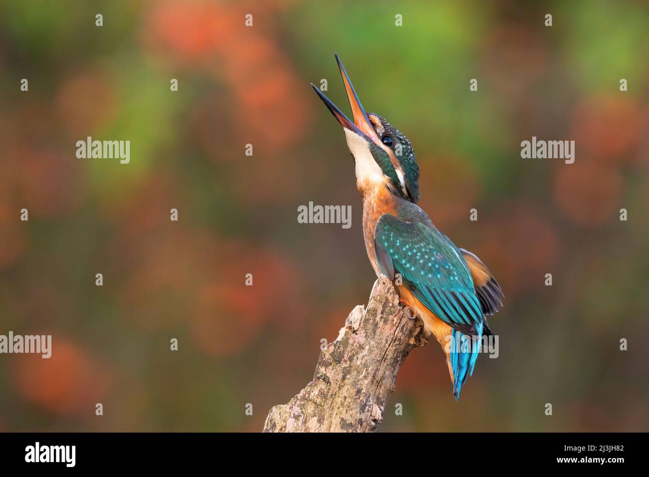 kingfisher courant qui fait appel à la braque en été Banque D'Images