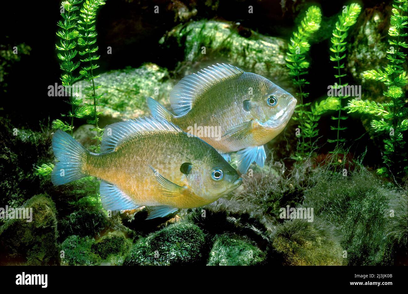 New Jersey Blue Gill, Lepomis macrochirus Banque D'Images