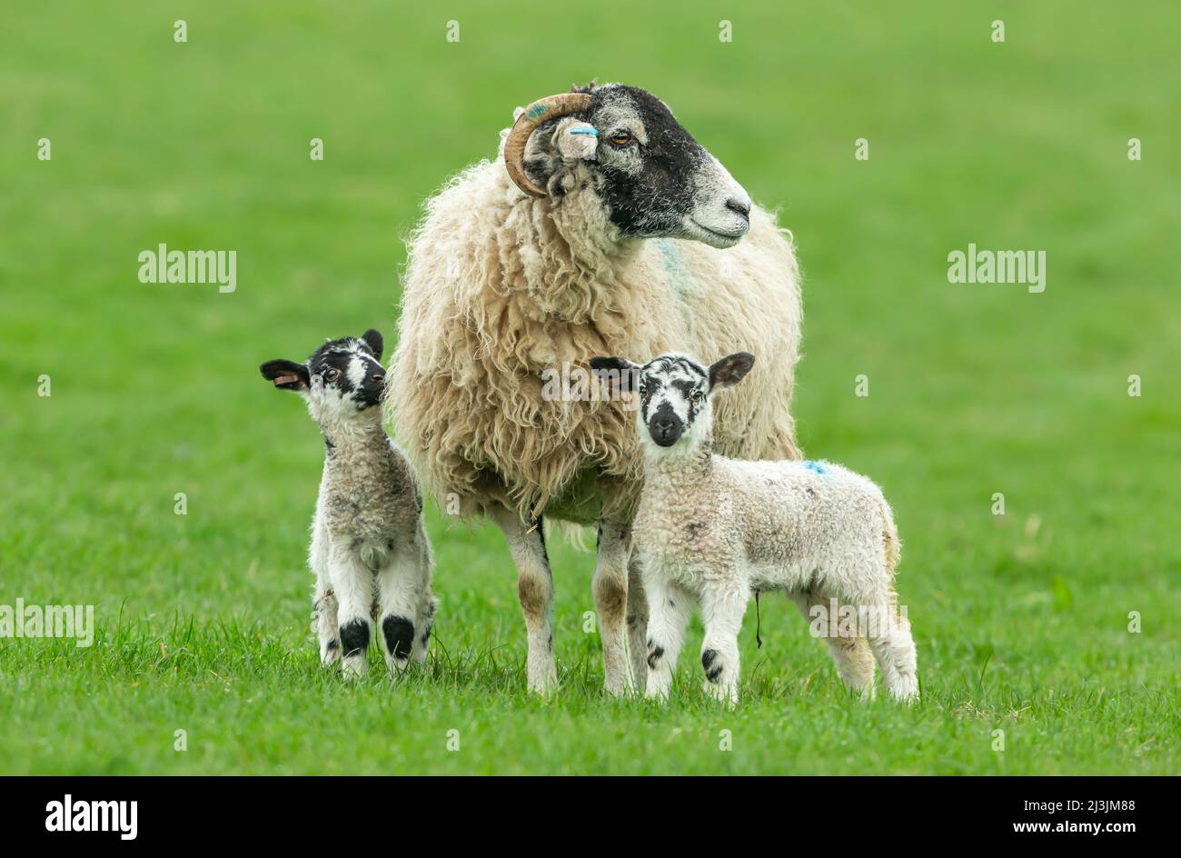 Swaledale ewe avec ses deux jeunes agneaux de mule Swaledale au début du printemps. Un agneau qui regarde sa mère avec orancé. Yorkshire Dales, Royaume-Uni. Gros plan. Banque D'Images