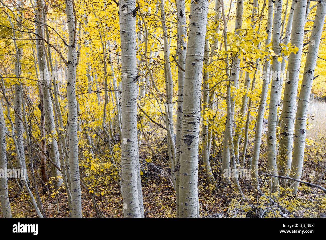 Les Aspen aux couleurs d'automne dans l'est de la Sierra Nevada, en Californie Banque D'Images