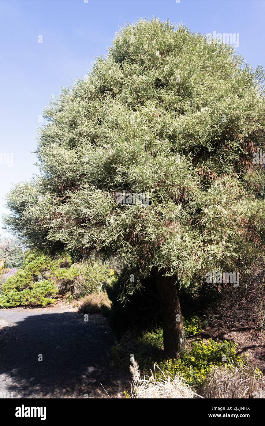 Sequoiadendron giganteum 'Beauté française'. Banque D'Images