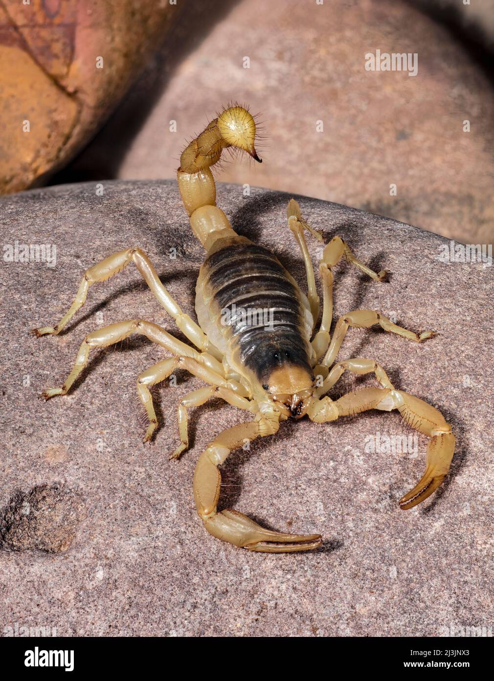Hairy désert Scorpion, Hadrurus arizonensis, Arizona Banque D'Images