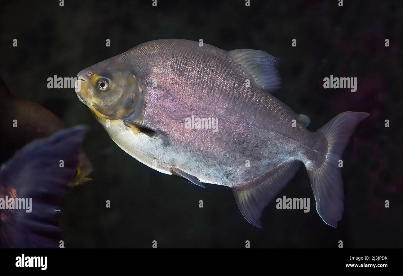 Permis (poisson), Trachinotus falcatus, famille des Carangidae, eau salée, habitat; Océan Atlantique Ouest Banque D'Images