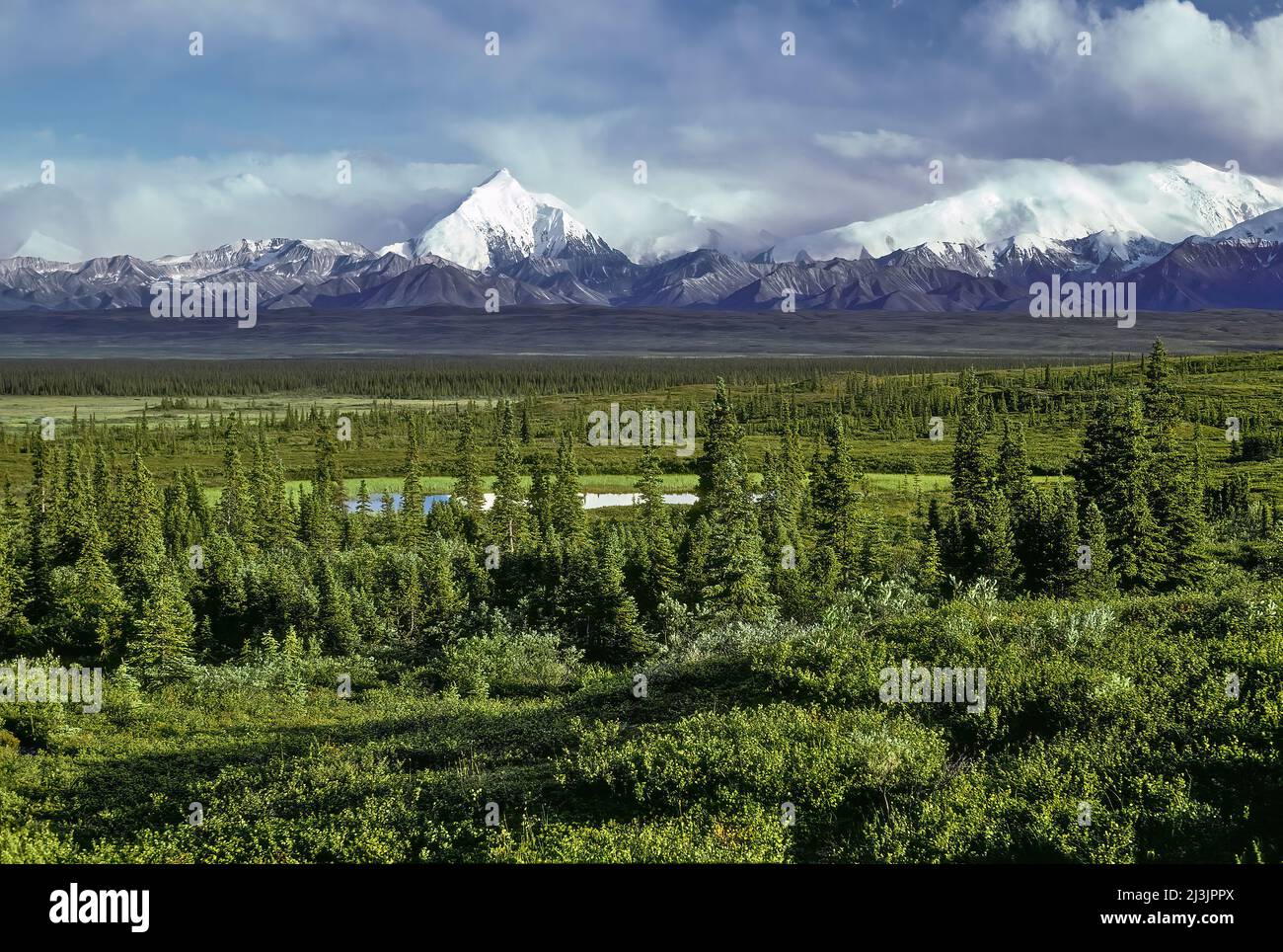 Forêt de la taïga, parc national de Denali, Alaska Banque D'Images