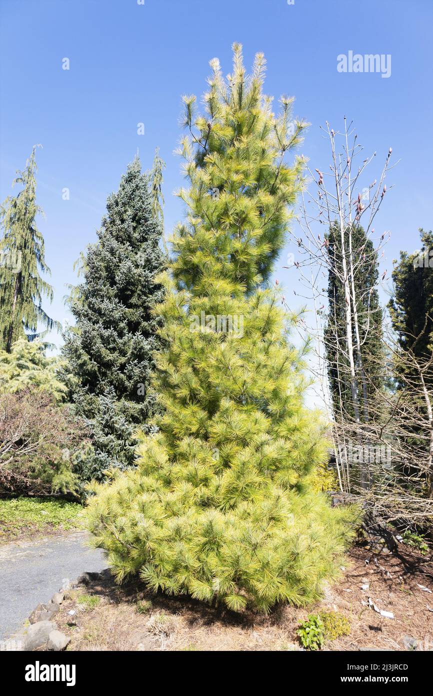 Pinus strobus 'Louie' PIN blanc de l'est. Banque D'Images