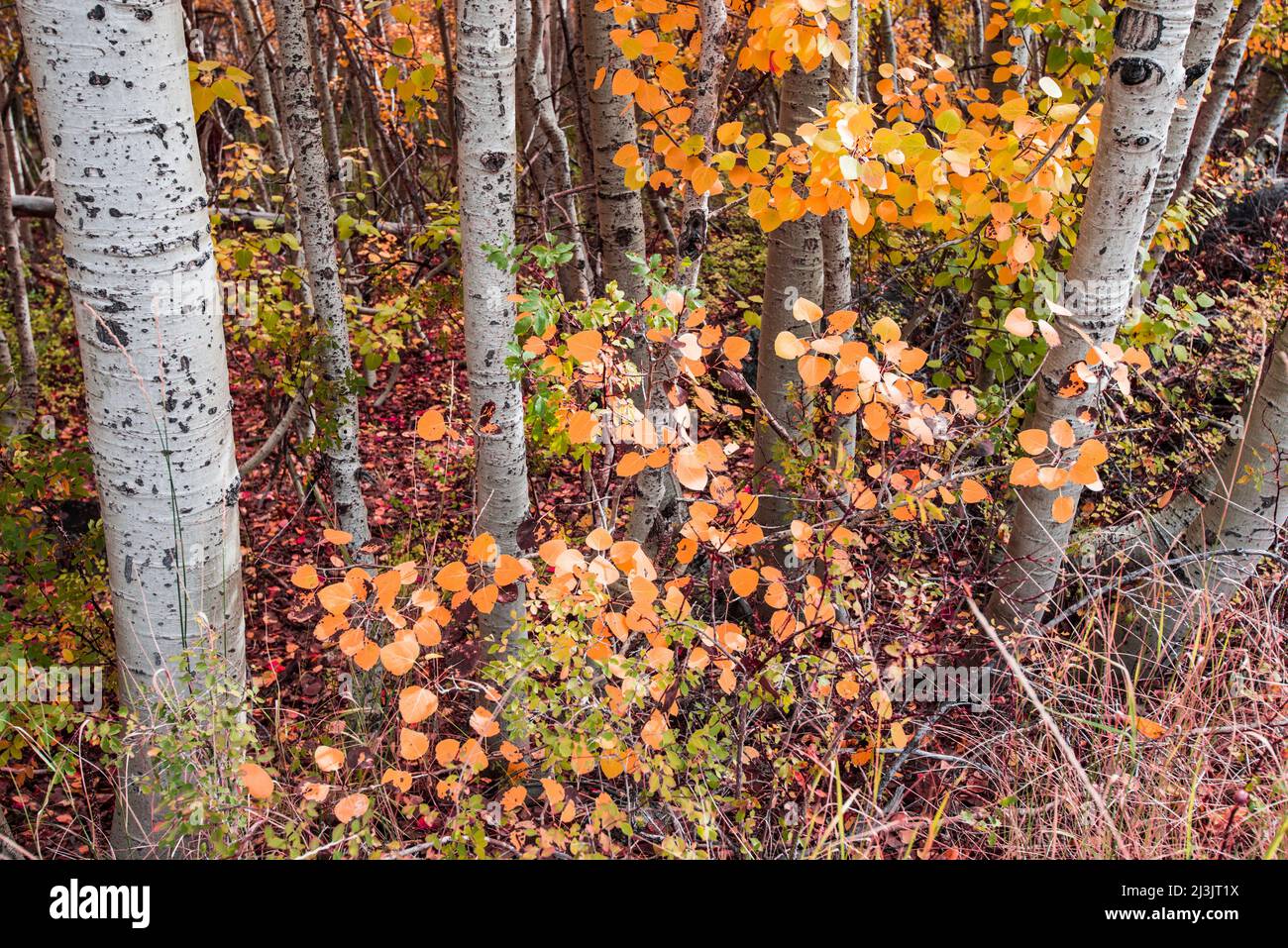 Les Aspen aux couleurs d'automne dans l'est de la Sierra Nevada, en Californie Banque D'Images