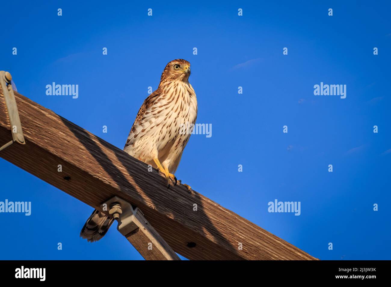 Buse de Cooper juvénile (Accipiter cooperii) perchée sur un poteau Banque D'Images