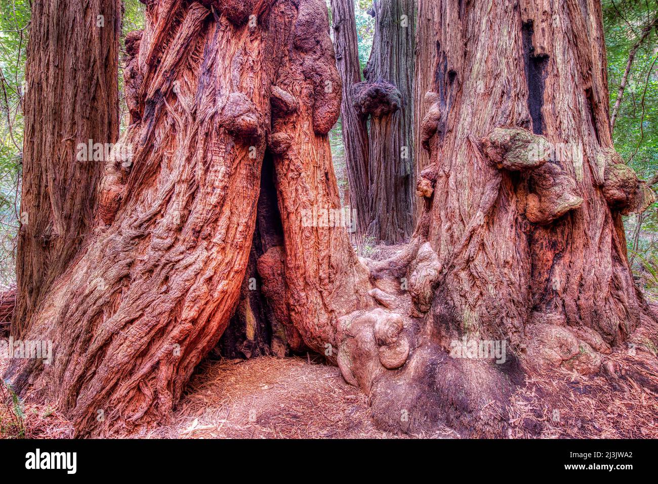séquoias anciens au monument national de Muir Woods. Banque D'Images