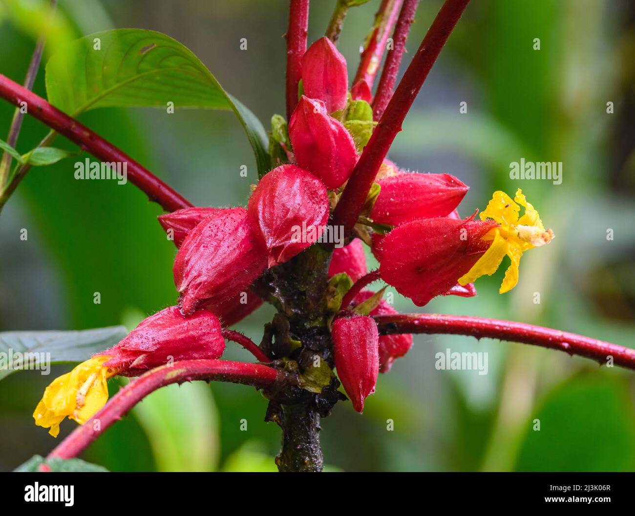 Fleurs rouge vif d'une plante tropicale dans les Andes. Colombie, Amérique du Sud. Banque D'Images