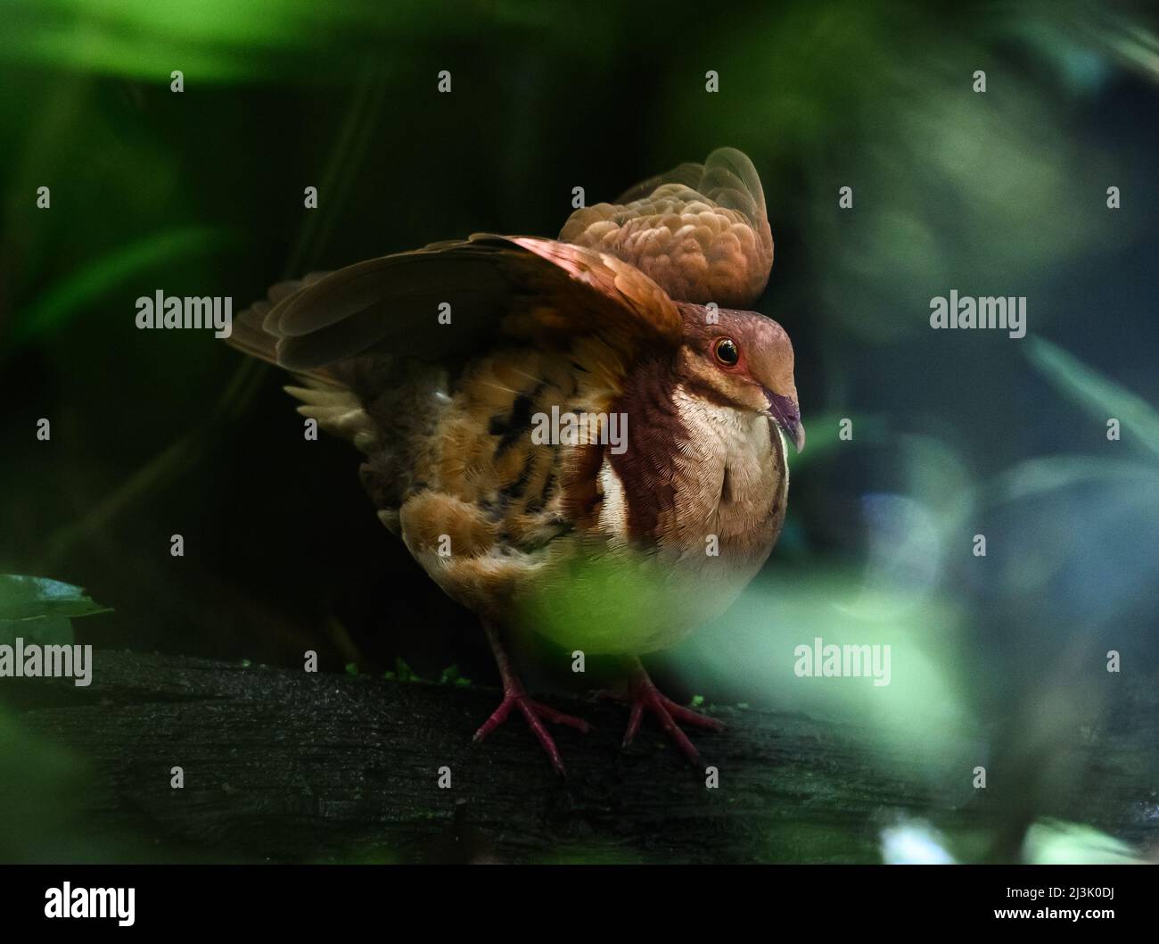 Un Quail-Dove de Ruddy (Geotrygon montana) qui se forge dans la forêt. Colombie, Amérique du Sud. Banque D'Images