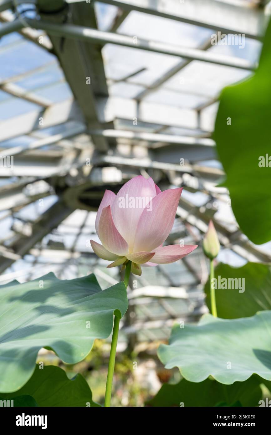 Plante aquatique tropicale. nénuphars roses en serre Banque D'Images
