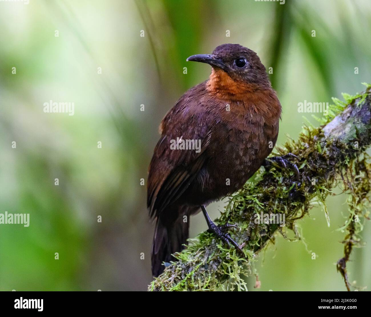 Un Leaftosser d'Amérique du Sud (Sclerurus obscurien obscurien) perché sur une branche. Colombie, Amérique du Sud. Banque D'Images