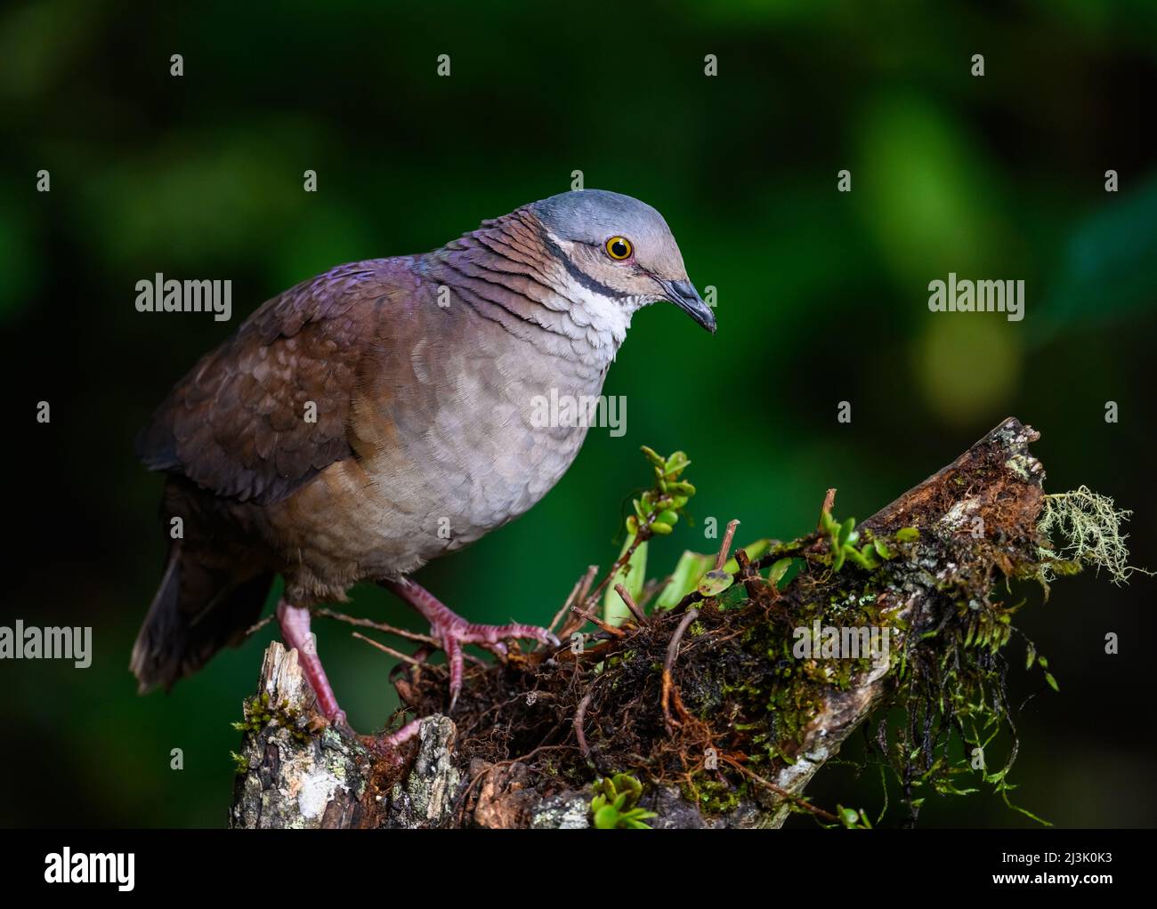 Un Quail-Dove à gorge blanche (Zentrygon frenata) qui fourrasse sur le fond de la forêt. Colombie, Amérique du Sud. Banque D'Images