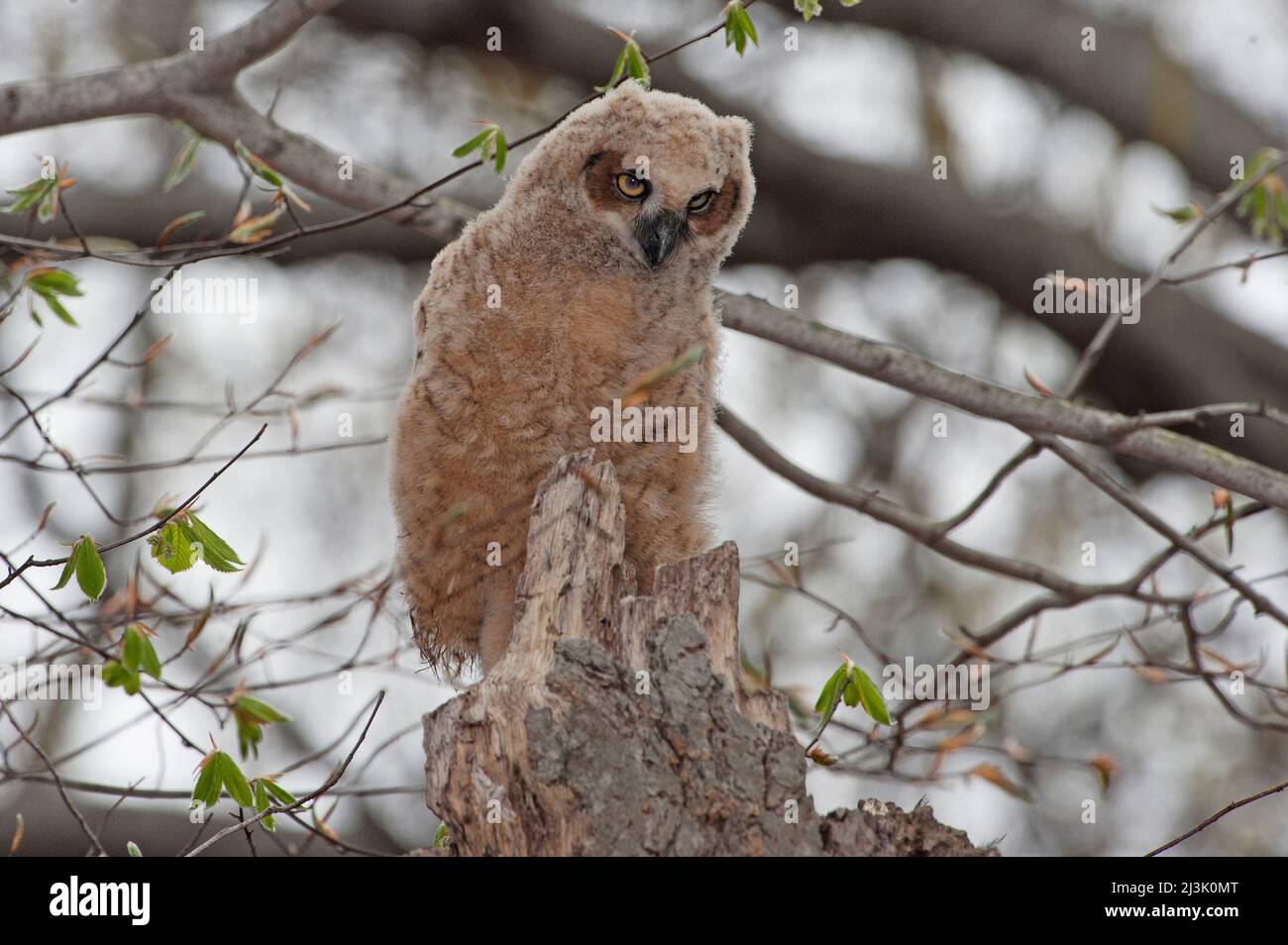 Grand-duc d'Amérique jeune Banque D'Images
