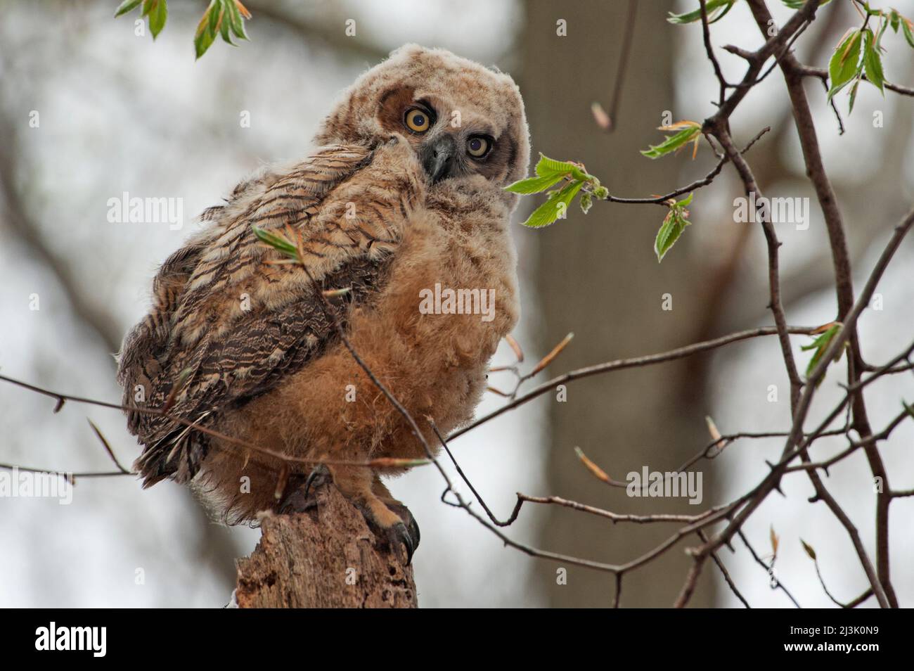 Grand-duc d'Amérique jeune Banque D'Images