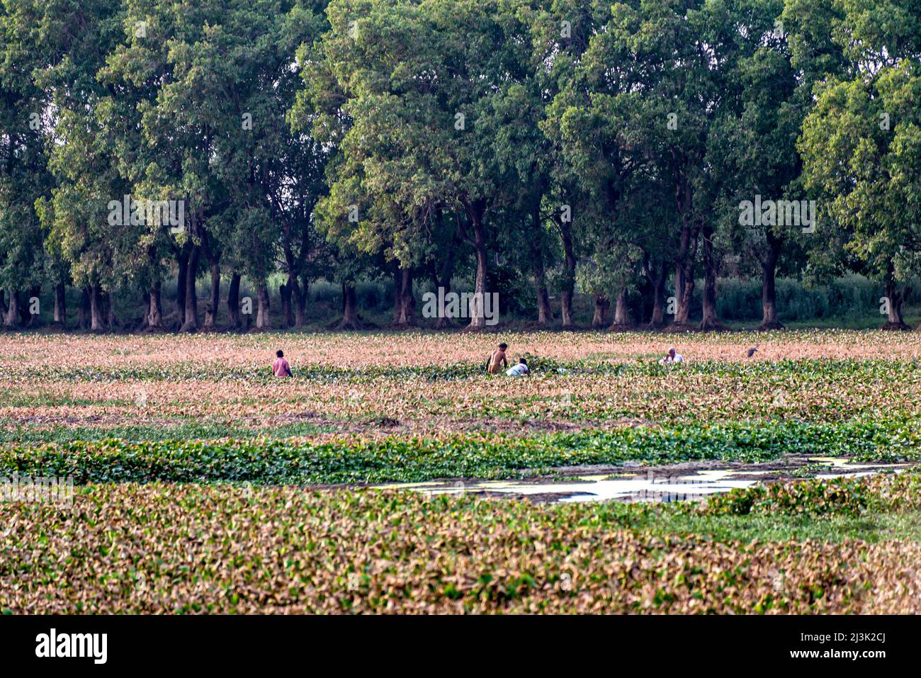 Des gens qui s'accroupient dans un champ d'observation des oiseaux; Rural Punjab, Amritsar, Inde Banque D'Images