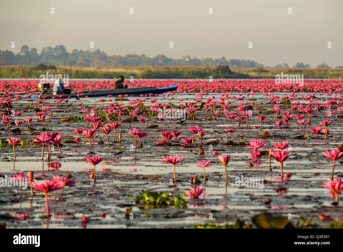 Navigation à travers les fleurs de Lotus (Nelumbo nucifera) sur le lac Pink Water Lilies ; Udon Thani, Thaïlande Banque D'Images