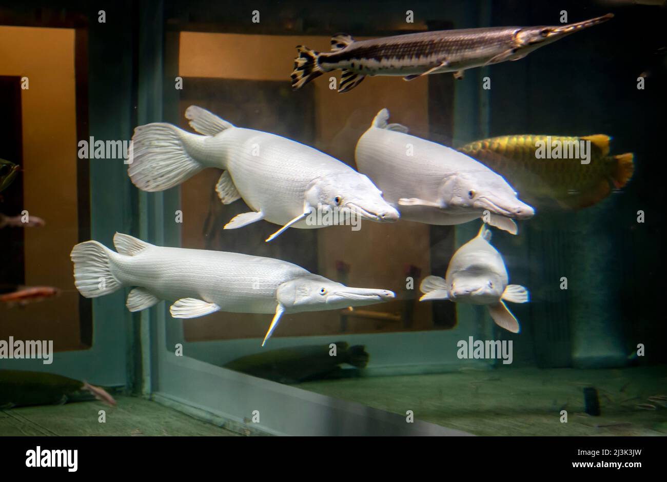Pêchez dans un aquarium privé à Kyoto au Japon. Les quatre blancs sont probablement albino Pikes, mais cela n'a pas pu être confirmé; Kyoto, Japon Banque D'Images