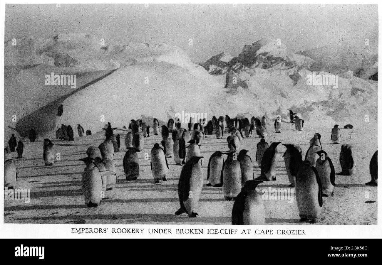Photographie en demi-ton d'une colonie de pingouins d'empereur à Cape Crozier lors de l'expédition Discovery en Antarctique en 1902 Banque D'Images