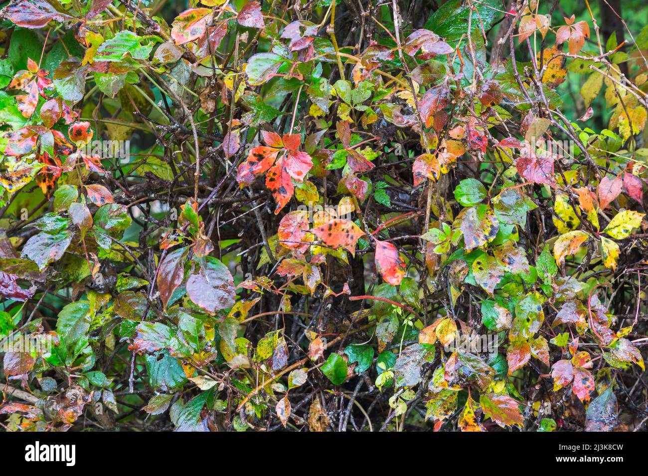 Feuilles à feuilles caduques humides et Vitis - Vines dans la haie dans la cour en automne. Banque D'Images