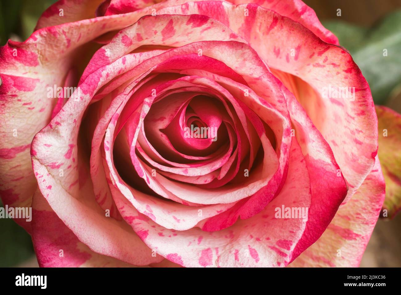 Rosa à fleurs de rose, rouge et blanc. Banque D'Images