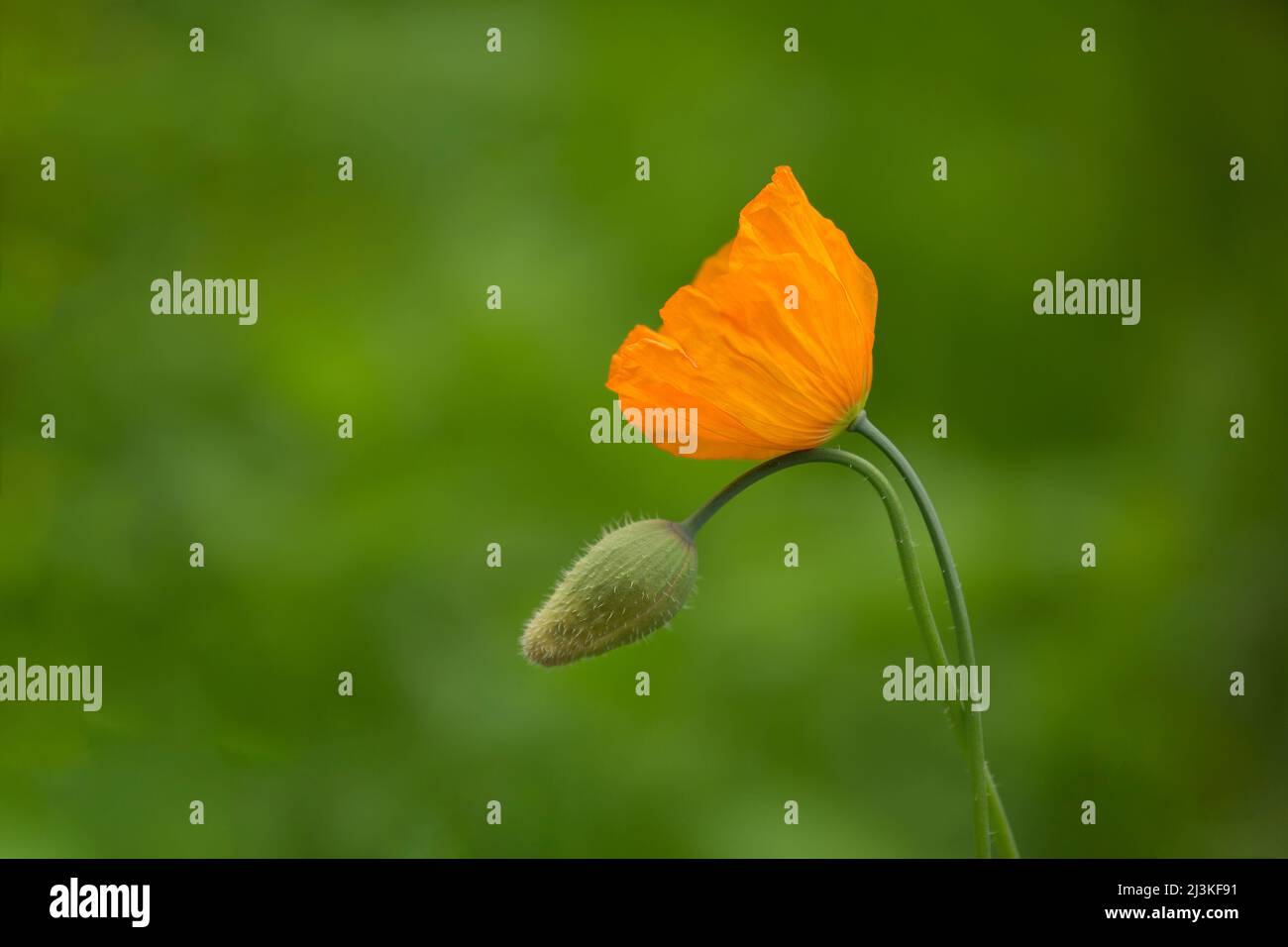 Un coquelicot californien orange et vivant et bourgeons sur un fond vert et luxuriant Banque D'Images